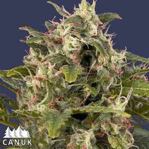 Pineapple Express #2 Auto Feminized Seeds - ELITE STRAIN