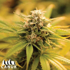 Pineapple Skunk Regular Seeds - ELITE STRAIN