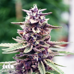 Purpura Uno CBD Regular Seeds *While Supplies Last*