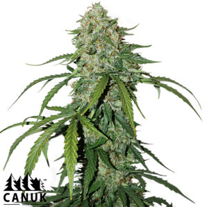 Pure CBD Auto Feminized Seeds