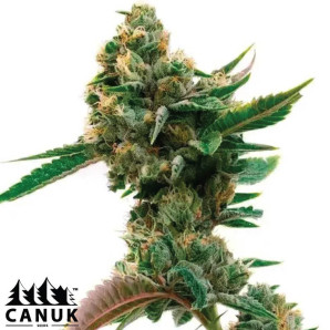 Pure Indica Feminized Seeds - ELITE STRAIN