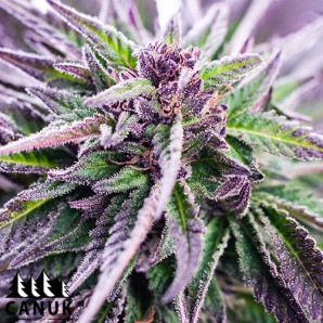 Purple Urkle Feminized Seeds - ELITE STRAIN