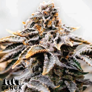 Purple Bubba Kush Feminized Seeds - ELITE STRAIN