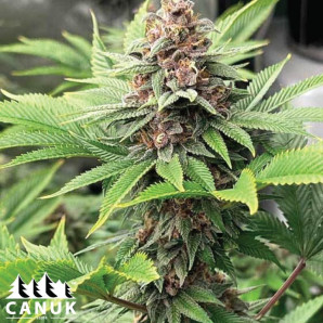 Purple Gelato Lemon Bean Feminized Seeds - ELITE STRAIN