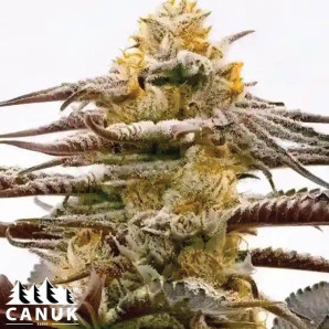 Purple Kush Feminized Seeds - ELITE STRAIN