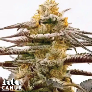 Purple Kush Feminized Seeds - ELITE STRAIN