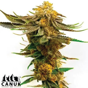 Purple Kush X Mazar Feminized Seeds - ELITE STRAIN