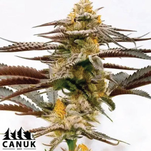 Purple Kush X White Russian Feminized Seeds - ELITE STRAIN