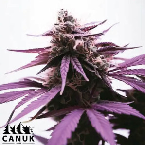 Purple Lemonade Feminized Seeds - ELITE STRAIN