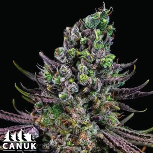 Purple Punch F1 Feminized Seeds - ELITE STRAIN