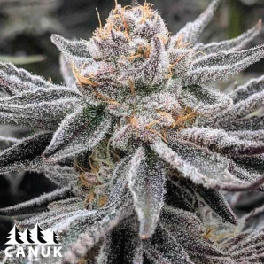 Purple Zkittlez Lemon Bean Feminized Seeds - ELITE STRAIN