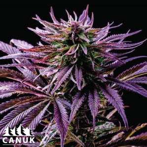 Rainbow Kush Feminized Seeds - ELITE STRAIN