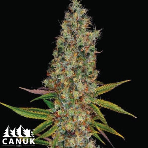 Rainbow Kush Autoflowering Feminized Seeds - ELITE STRAIN