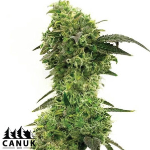 Red Kush Autoflowering Feminized Seeds - ELITE STRAIN