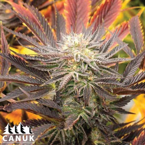 Red Skunk Kush Autoflowering Feminized Seeds - ELITE STRAIN