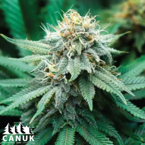 RudeBoi OG F1 Feminized Seeds - ELITE STRAIN