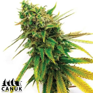 San Fernando Valley Kush Feminized Seeds - ELITE STRAIN