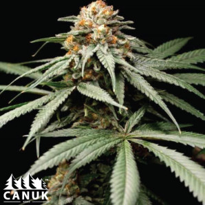 Sherbet Kush Feminized Seeds - ELITE STRAIN