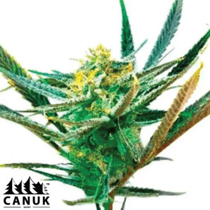 Shiskaberry Kush Feminized Seeds - ELITE STRAIN