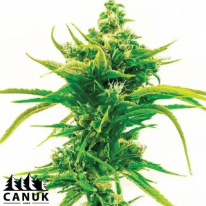 Skunk Diesel Feminized Seeds - ELITE STRAIN