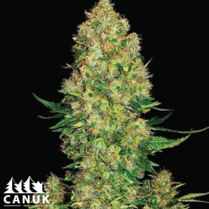 Skunk Kush Feminized Seeds - ELITE STRAIN