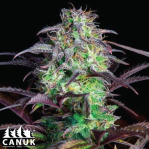 Skunk X Blueberry Fast Version Feminized Seeds - ELITE STRAIN