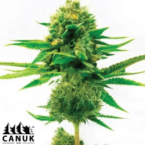 Skunk X Mazar Feminized Seeds - ELITE STRAIN