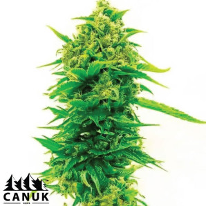 Skunk X Northern Lights Feminized Seeds - ELITE STRAIN