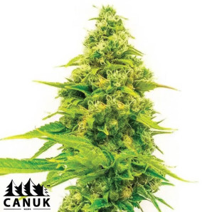 Skunk X Northern Lights Fast Version Feminized Seeds - ELITE STRAIN