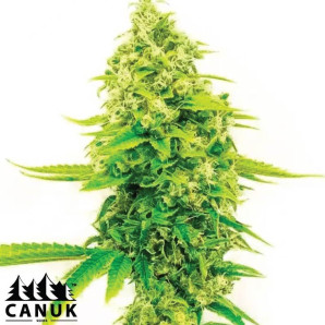 Skywalker Ghost X Triangle Kush Feminized Seeds - ELITE STRAIN