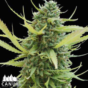 Diesel Feminized Seeds (Canuk Seeds)