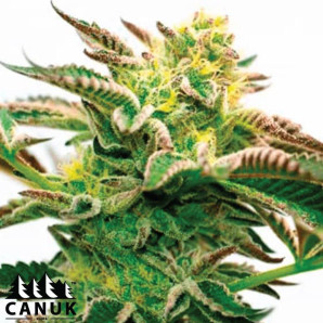 Sour Diesel Kush Regular Seeds - ELITE STRAIN