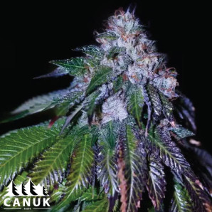 Sour Mac F1 Feminized Seeds - ELITE STRAIN