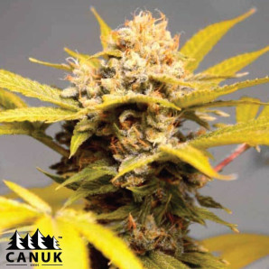 Sour Tsunami Feminized Seeds - ELITE STRAIN