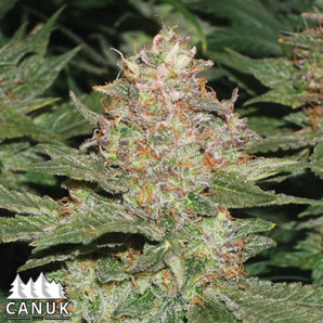 Strawberry Cough  Feminized Seeds - ELITE STRAIN 