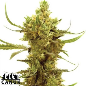 Strawberry Banana Kush Regular Seeds - ELITE STRAIN