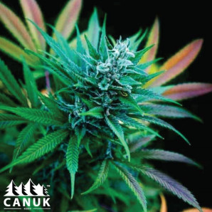 Strawberry Diesel Feminized Seeds - ELITE STRAIN