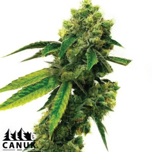 Strawberry Kush Feminized Seeds - ELITE STRAIN