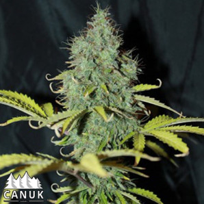 Sweet Tooth Auto Feminized Seeds *Until Supplies Last * 