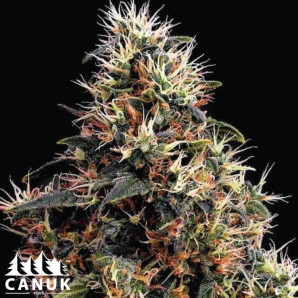 Sweet Kush Feminized Seeds - ELITE STRAIN