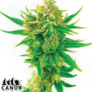 Tahoe Kush Feminized Seeds - ELITE STRAIN