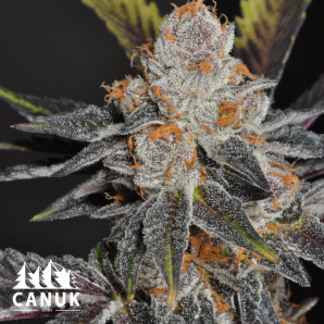 Thin Mint Cookies Feminized Seeds - ELITE STRAIN