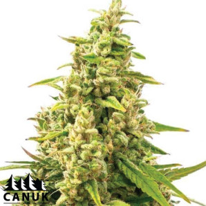 Tangie Kush Regular Seeds - ELITE STRAIN