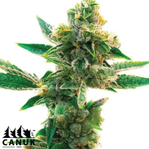 Triangle Kush Feminized Seeds - ELITE STRAIN