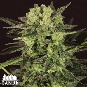 Ultra Killer Fast Feminized Seeds - CLEARANCE