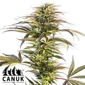 Viente:Uno CBD Feminized Seeds