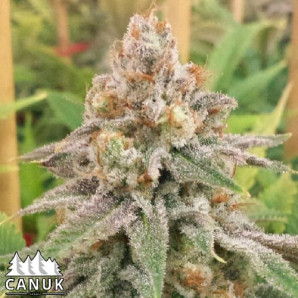 Wedding Cake Feminized Seeds - ELITE STRAIN