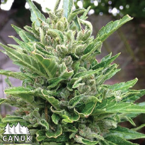 White Crystal AUTO FEMINIZED Seeds - ELITE STRAIN 