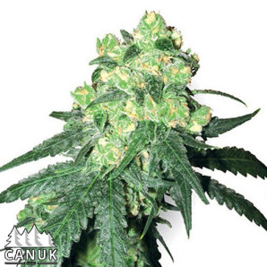 White Rhino Feminized Seeds