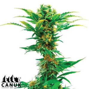 Jack Herer X White Widow Autoflowering Feminized Seeds - ELITE STRAIN